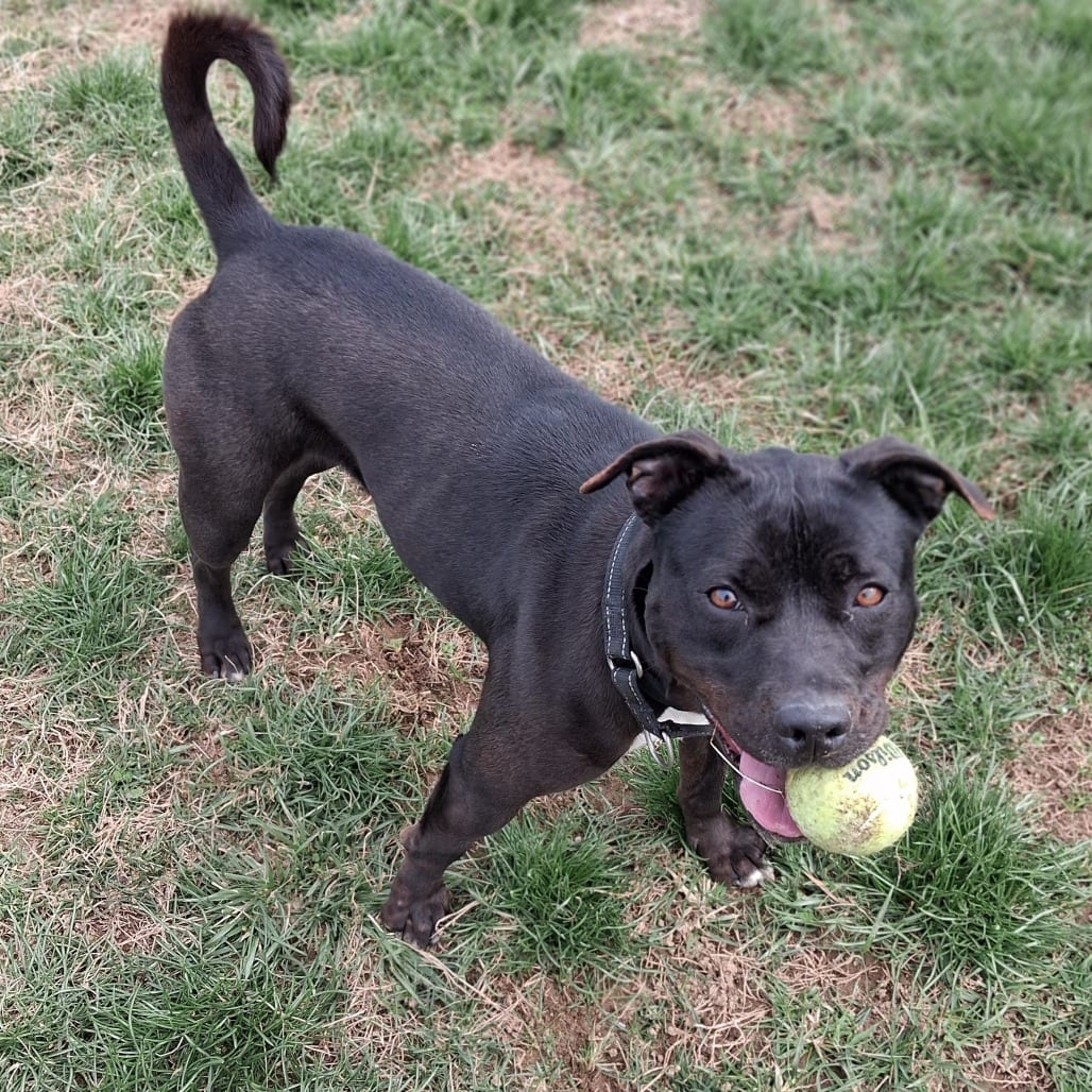 Photo of Eazy, adoptable Retriever, Black Labrador / Mixed Breed (Medium)