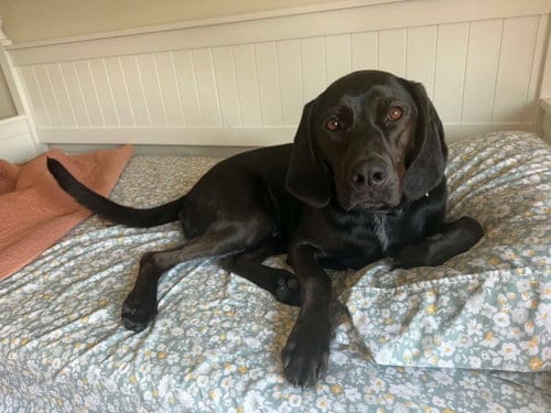 Photo of Winston, adoptable Hound in Clinton, Michigan