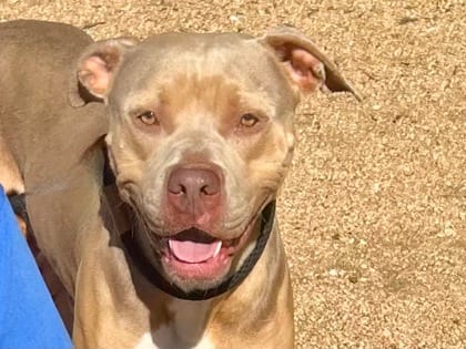 Photo of Dune, adoptable dog in Georgetown, Texas