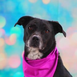 Photo of Laila, adoptable Australian Cattle Dog Whippet in Hartford, Connecticut
