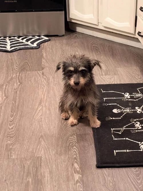 Photo of Gus, adoptable Terrier in Berlin, New Jersey