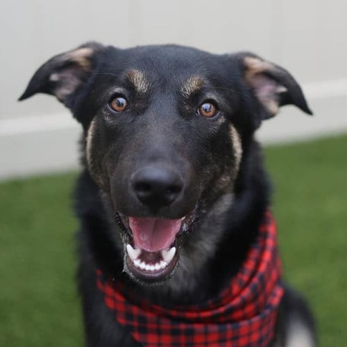 Photo of Boris, adoptable German Shepherd Dog in San Antonio, Texas