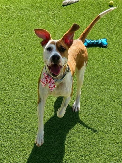 Photo of Lulu, adoptable Hound in Newton, North Carolina