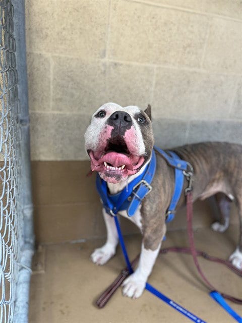 Photo of Moosie, adoptable Pit Bull Terrier in Chula Vista, California