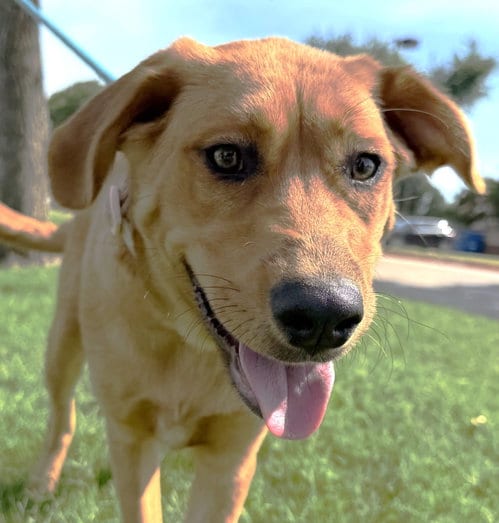 Photo of Valentine, adoptable Great Pyrenees in Denton, Texas