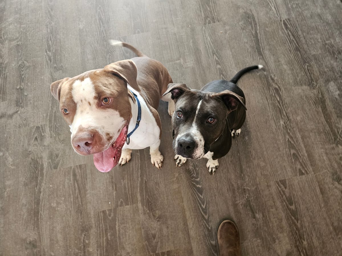 Photo of Becky F Johnson, adoptable American Staffordshire Terrier in Maricopa, Arizona