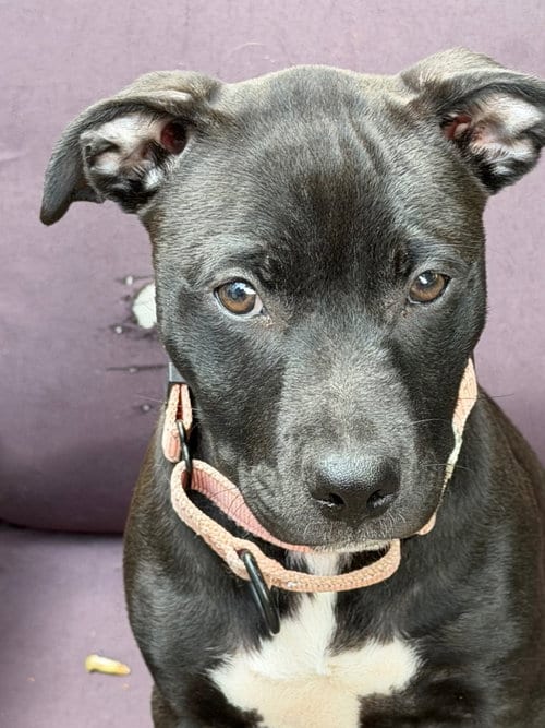 Photo of Tyra, adoptable American Staffordshire Terrier in Lawrenceville, New Jersey