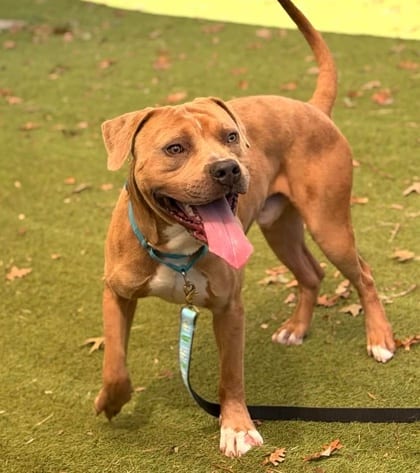 Photo of Desert Paintbrush, adoptable dog in Baltimore, Maryland