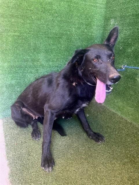 Photo of Blackie, adoptable German Shepherd Dog in Lancaster, California