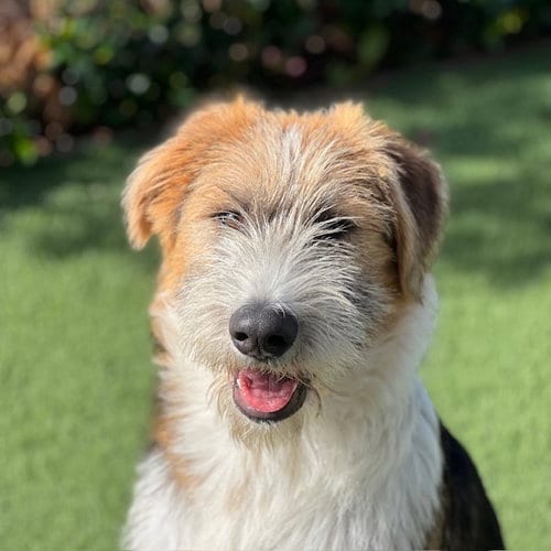 Photo of Bryce the puppy, adoptable Australian Shepherd in Burlingame, California