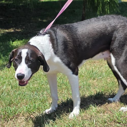 Photo of Dill Pickles, adoptable Shepherd in Yardley, Pennsylvania