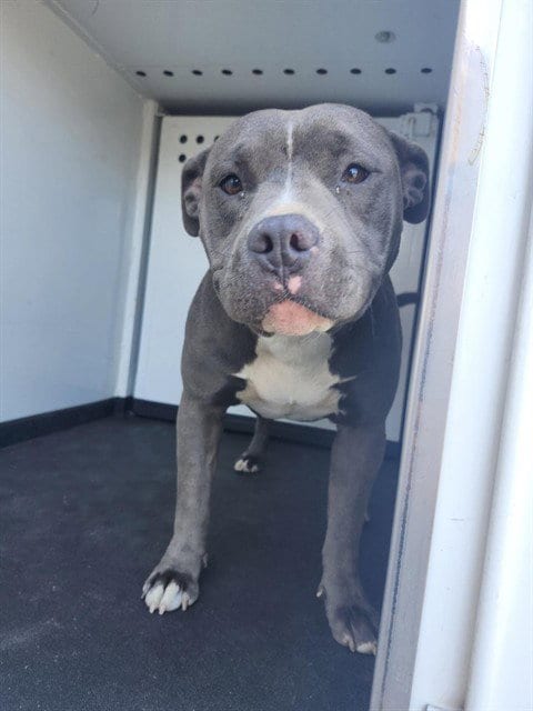 Photo of A171288, adoptable Pit Bull Terrier in Bakersfield, California