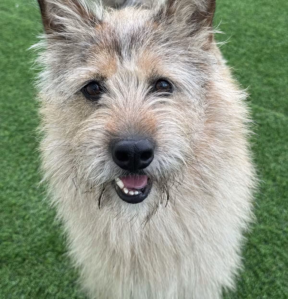 Photo of Jenny, adoptable Terrier (Unknown Type, Medium) Jindo in Georgetown, District of Columbia