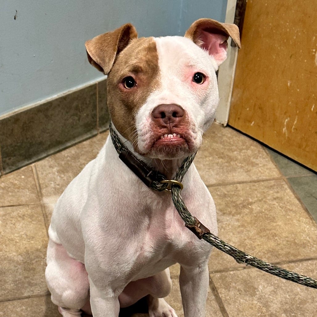 Photo of Strawberry Shortcake, adoptable Mixed Breed (Small) in Chattanooga, Tennessee