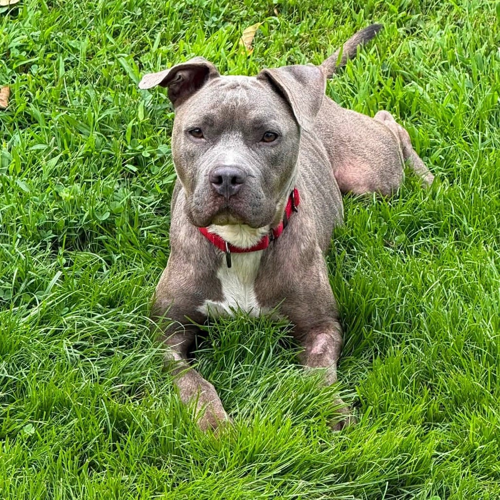 Photo of Whisper, adoptable Mixed Breed (Medium) in West Chester, Pennsylvania