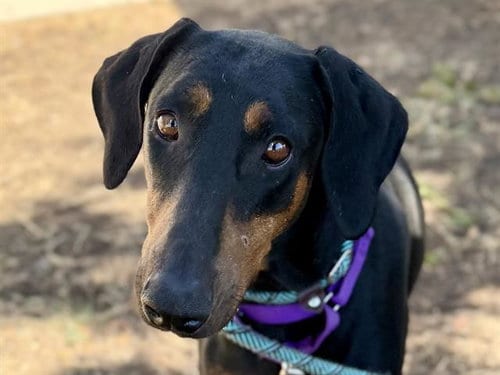 Photo of Doris, adoptable Doberman Pinscher in Martinez, California