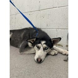 Photo of Layla, adoptable Husky in San Bernardino, California