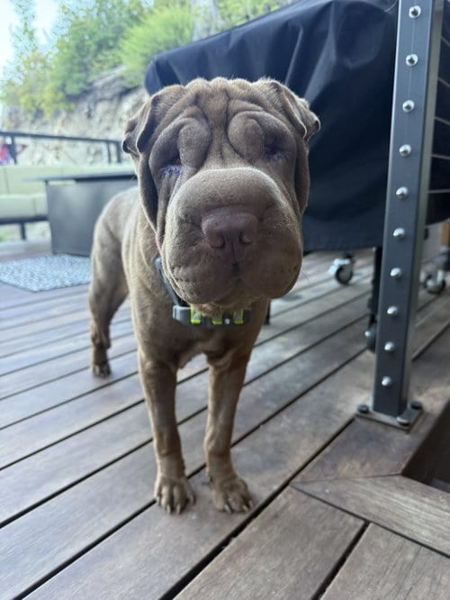 Photo of Rumor, adoptable Chinese Shar-Pei in Tucson, Arizona