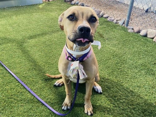 Photo of Candy, adoptable American Pit Bull Terrier in Phoenix, Arizona