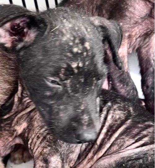 Photo of A660074, adoptable Labrador Retriever in Houston, Texas