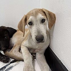 Photo of Aslan, adoptable Great Dane Shepherd (Unknown Type) in Bullard, Texas