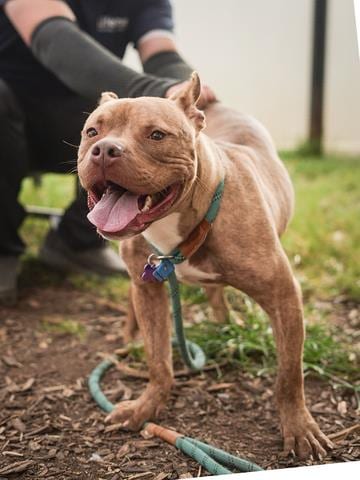 Photo of Blitzen, adoptable dog in Chamblee, Georgia