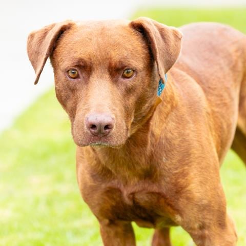 Photo of Styles, adoptable Labrador Retriever in Camarillo, California