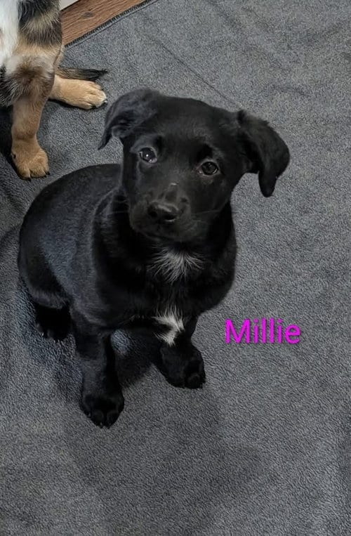 Photo of Millie, adoptable Labrador Retriever in Elizabethtown, Pennsylvania
