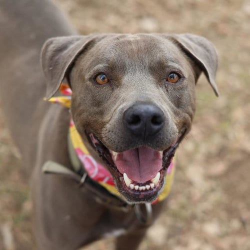 Photo of Bubba, adoptable American Staffordshire Terrier in San Antonio, Texas