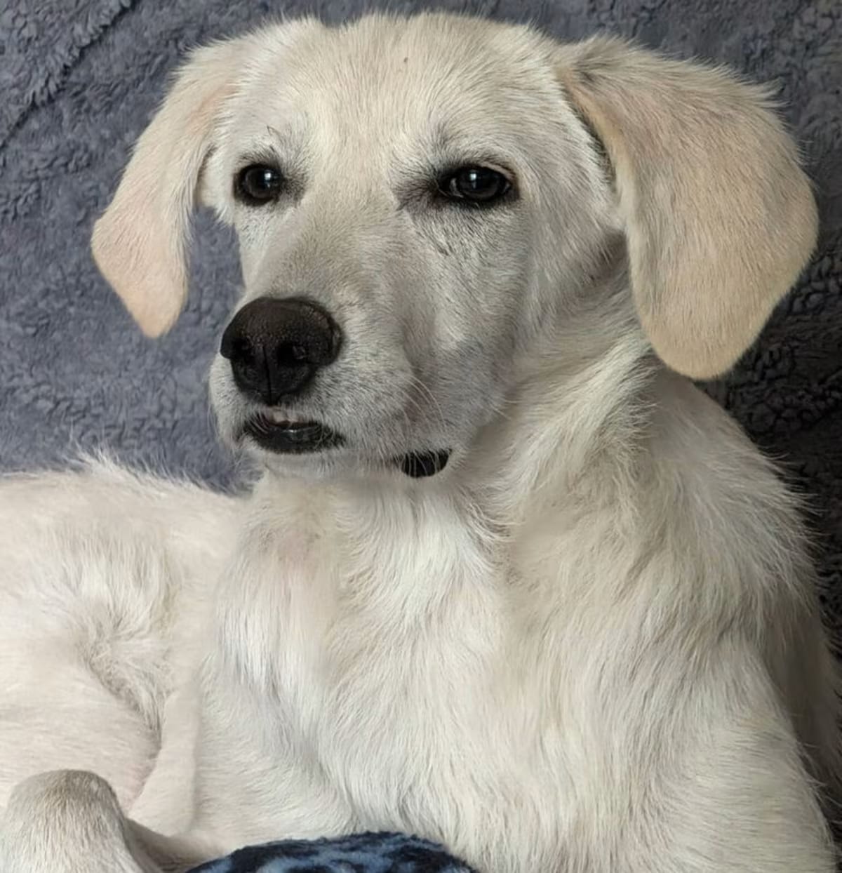 Photo of Emberly, adoptable Retriever (Unknown Type) in Denver, Colorado