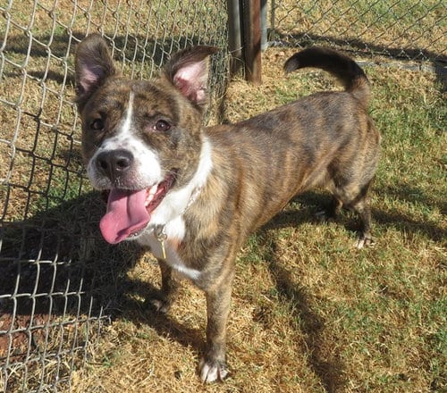 Photo of Eddie, adoptable American Pit Bull Terrier in Oklahoma City, Oklahoma
