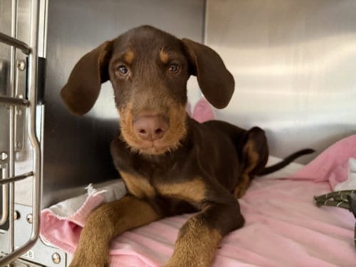 Photo of Dexter, adoptable Doberman Pinscher in San Pedro, California