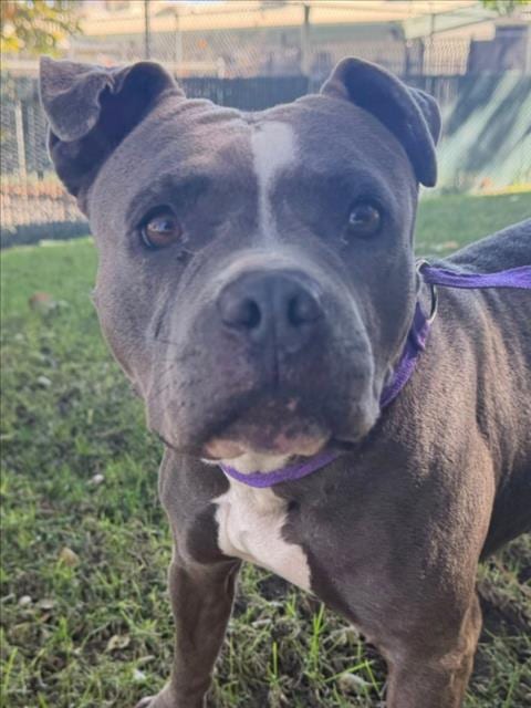 Photo of Bubbles, adoptable Pit Bull Terrier in Woodland, California