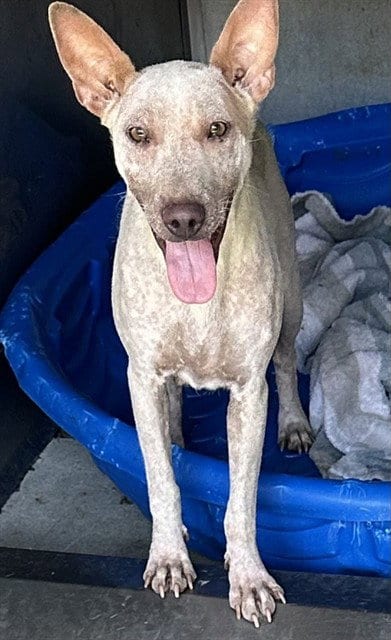 Photo of Mama Lucia, adoptable Australian Cattle Dog/Blue Heeler in San Bernardino, California