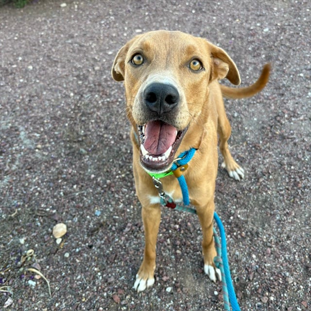 Photo of Amber Aka Bami, adoptable dog