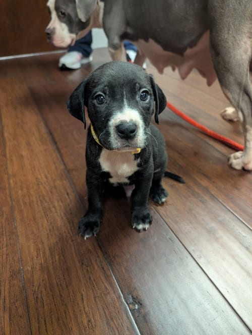 Photo of Hershey - Candy Litter (Trixie mom), adoptable Terrier in Holly Springs, North Carolina