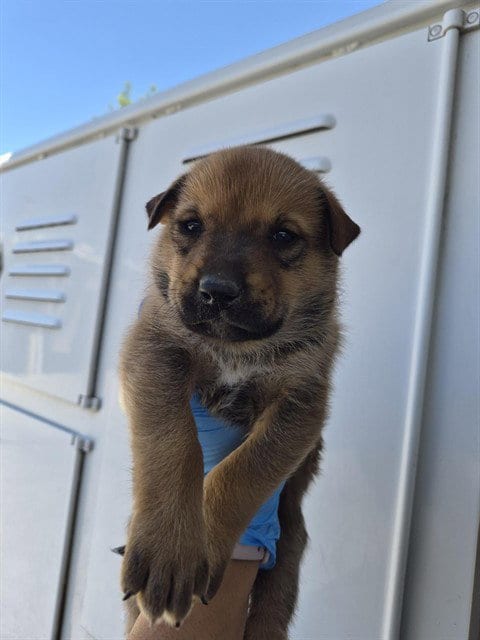 Photo of A170520, adoptable German Shepherd Dog in Bakersfield, California