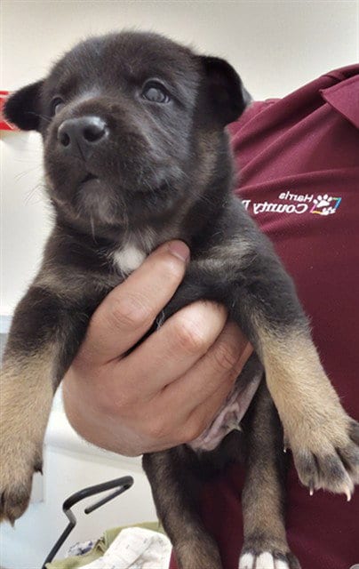 Photo of A659304, adoptable German Shepherd Dog in Houston, Texas
