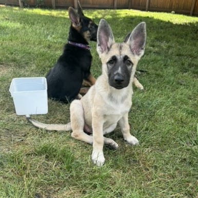 Photo of Jesse, adoptable Shepherd, German / Akita in Iowa and surrounding states, Iowa