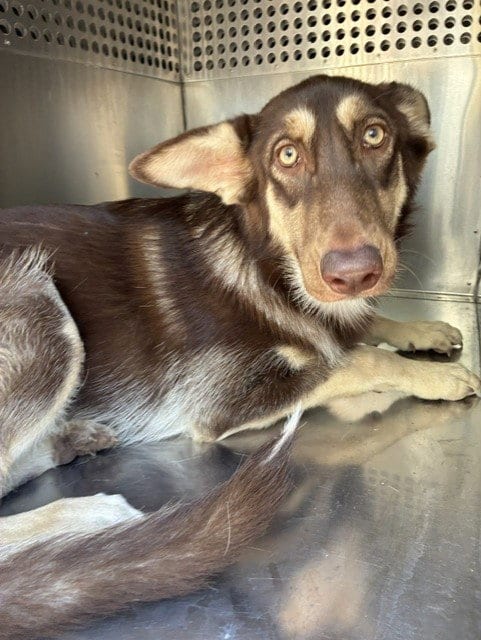 Photo of Binx, adoptable German Shepherd Dog in Phoenix, Arizona