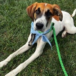Photo of Basher, adoptable Great Dane in Frederick, Maryland