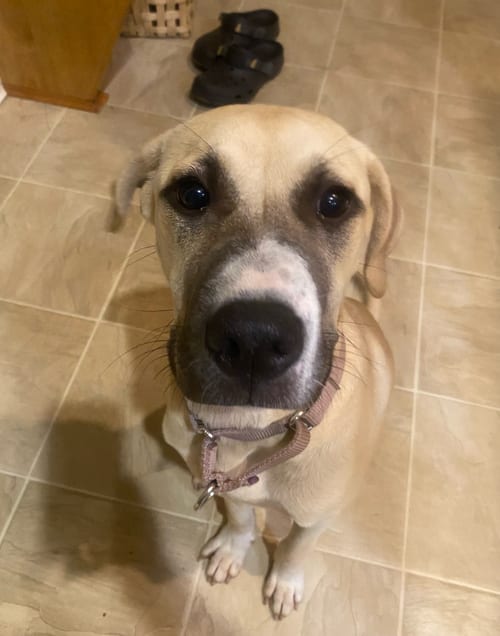 Photo of Stella- Yatesville Ga, adoptable Great Pyrenees in Alvin, Texas
