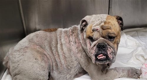 Photo of Brutus, adoptable English Bulldog in Los Angeles, California