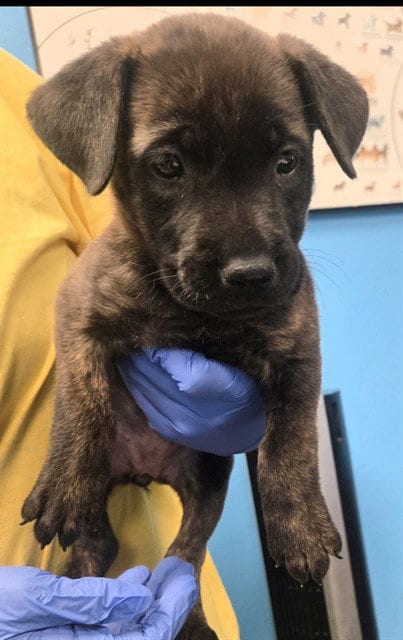 Photo of A171956, adoptable Dutch Shepherd in Bakersfield, California
