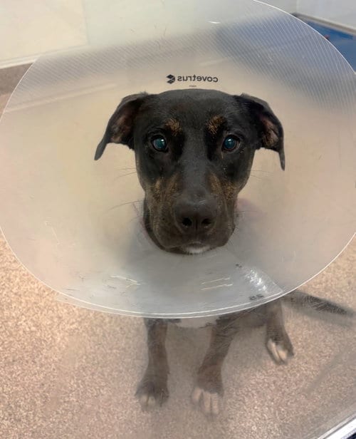 Photo of Millie SCAS, adoptable Labrador Retriever in Rockaway, New Jersey