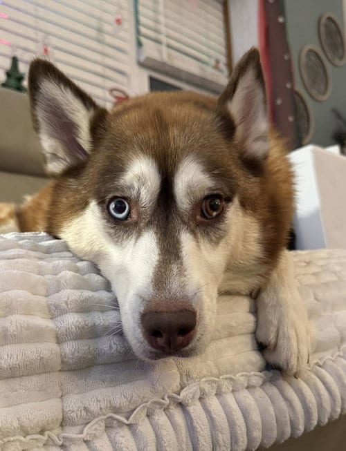 Photo of Karma, adoptable Siberian Husky in Matawan, New Jersey