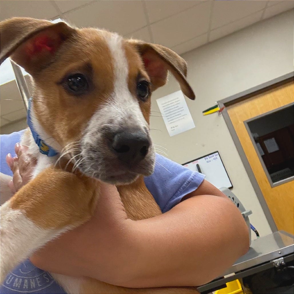 Photo of Donald - 090306U, adoptable Hound / Mix in Tupelo, Mississippi