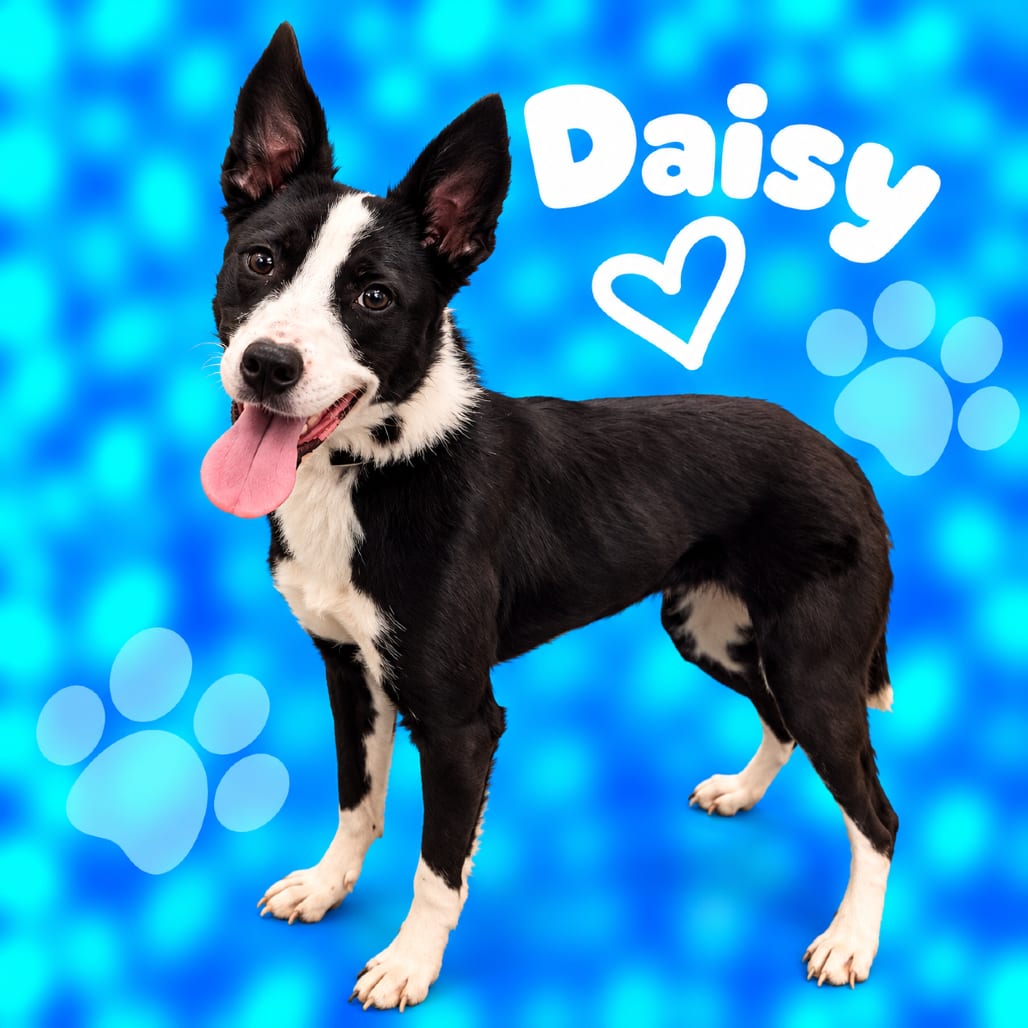 Photo of Daisy, adoptable dog