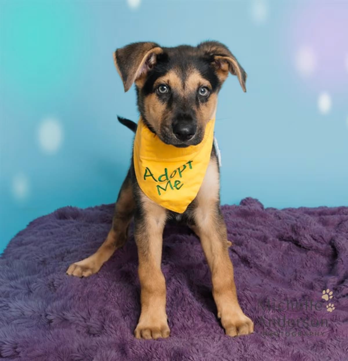 Photo of Snickers, adoptable German Shepherd Dog in Corona, California