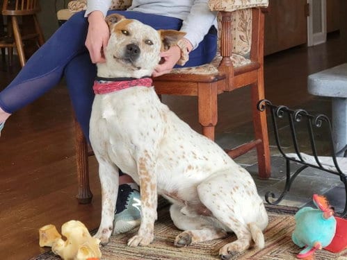 Photo of Tex, adoptable Cattle Dog in Stafford, Virginia